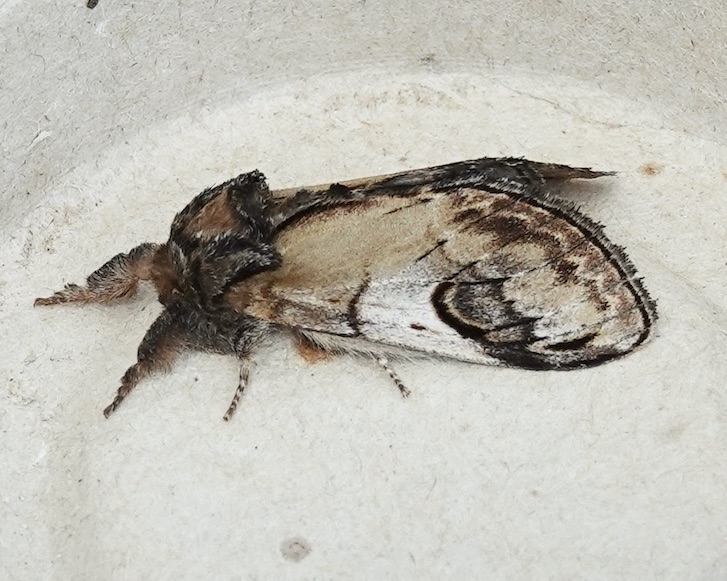 pebble prominent